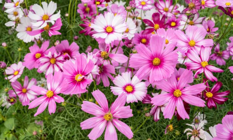 Pink Flowers: A Complete Guide to Nature’s Sweetest Bloom pink flowers
