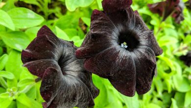 black flowers