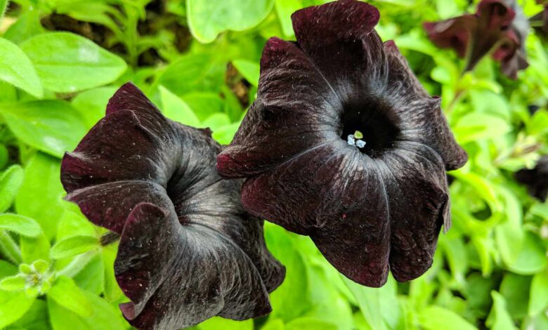 The Mysterious Beauty of Black Flowers black flowers