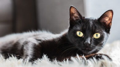 black cat personality