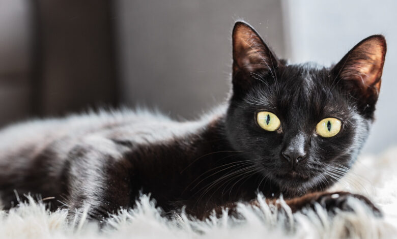 Black Cat Personality: Uncovering the True Nature of These Mysterious Felines black cat personality